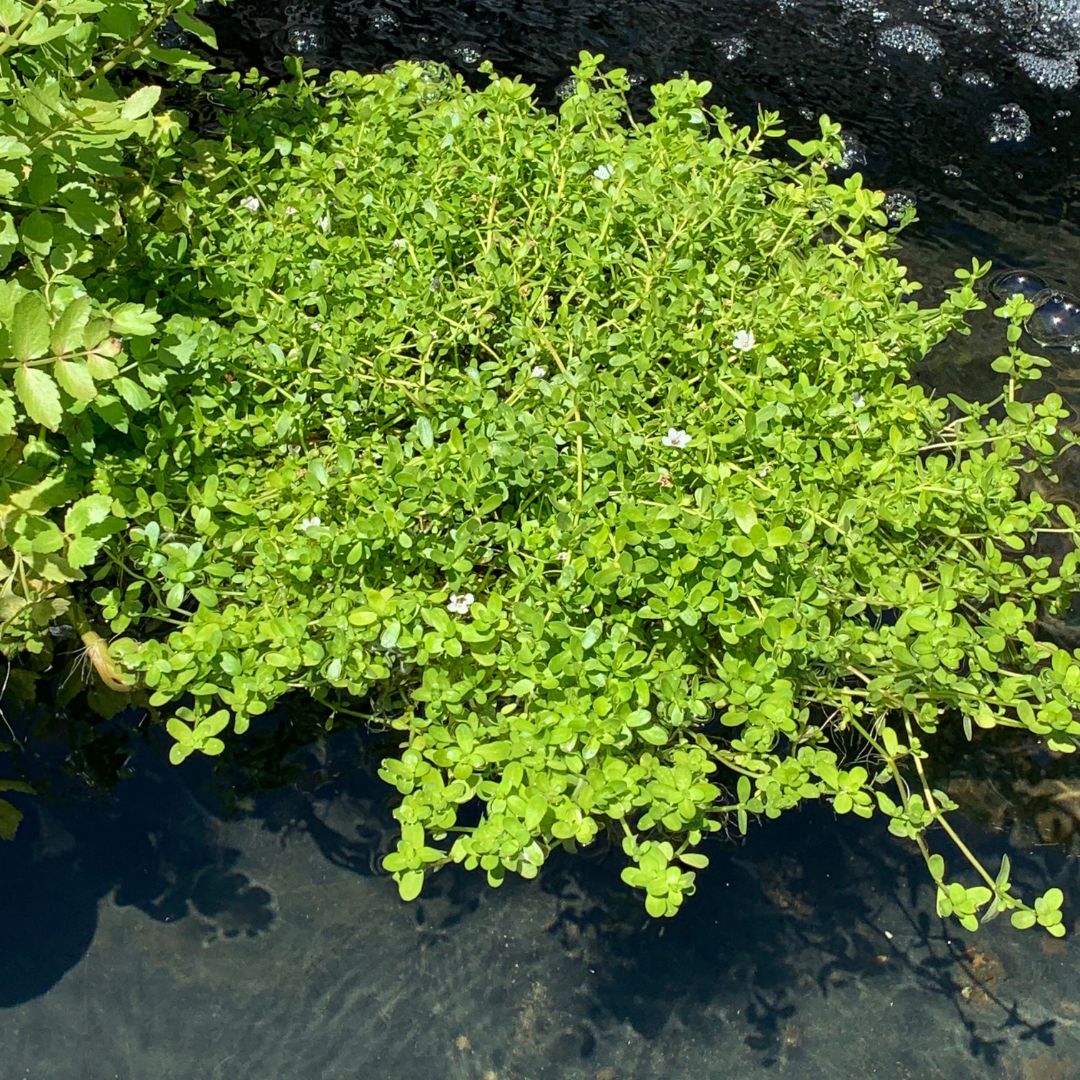 Pond Plants to Grow in Full Sun in Australia