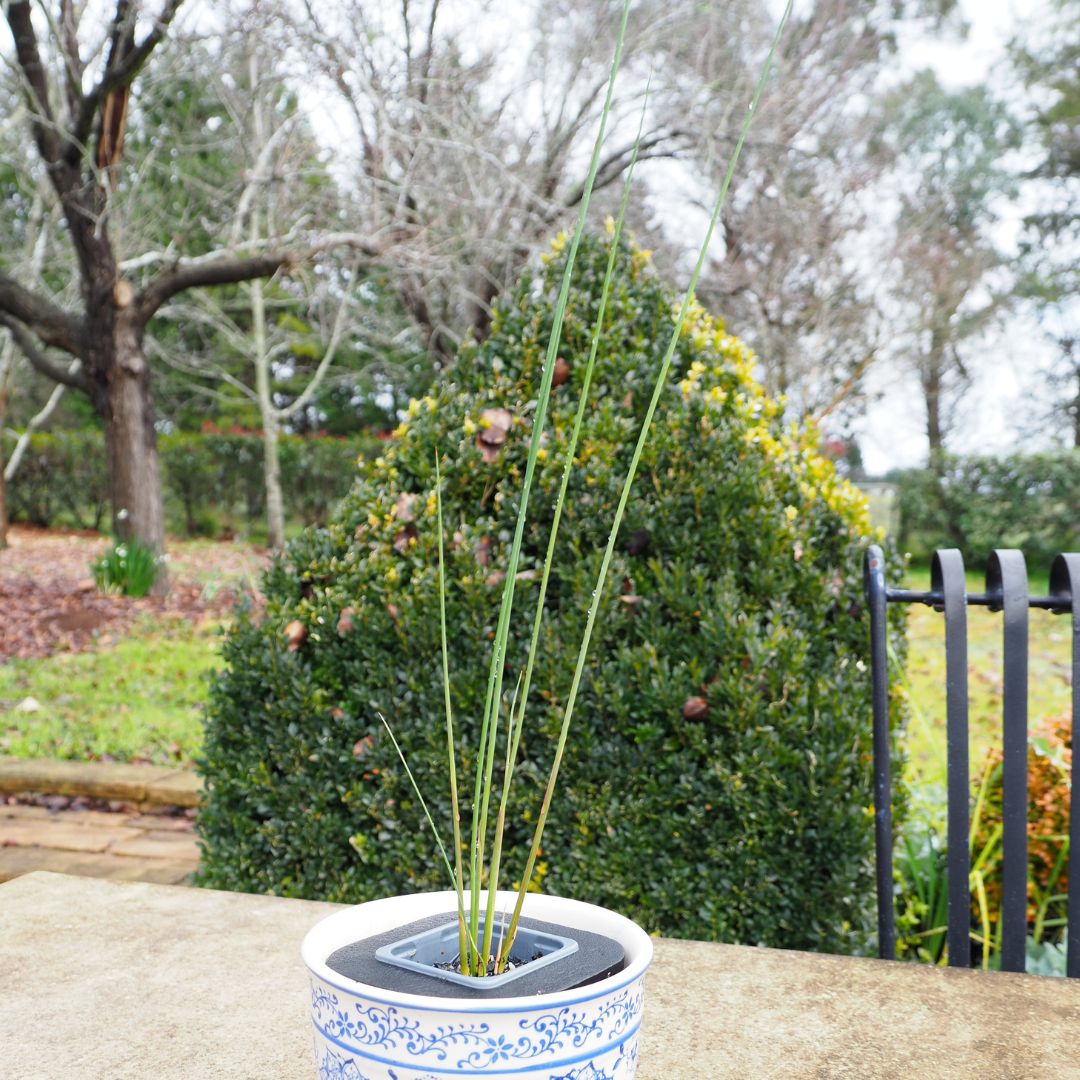 Lepironia articulata (Grey Rush) Pond Plant with floating pond ring 7cm