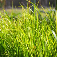 Benefits of Reeds, Grasses, and Rushes in Your Pond or Dam