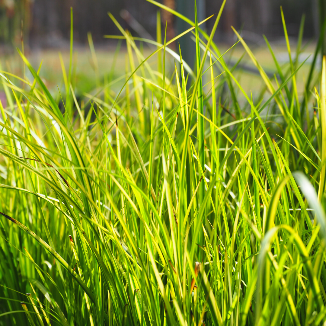 The Ultimate Guide: Growing and Caring for Golden Sweet Flag in Your Pond