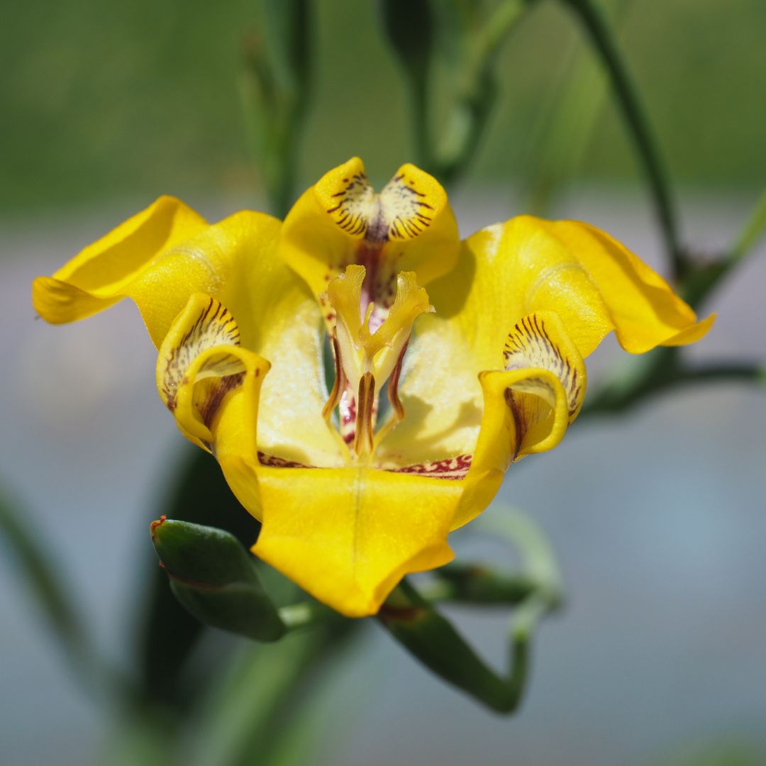 The Ultimate Guide to Caring for the Yellow Water Orchid (Cypella aquatilis) in Your Pond: Tips and Tricks for a Blooming Beauty