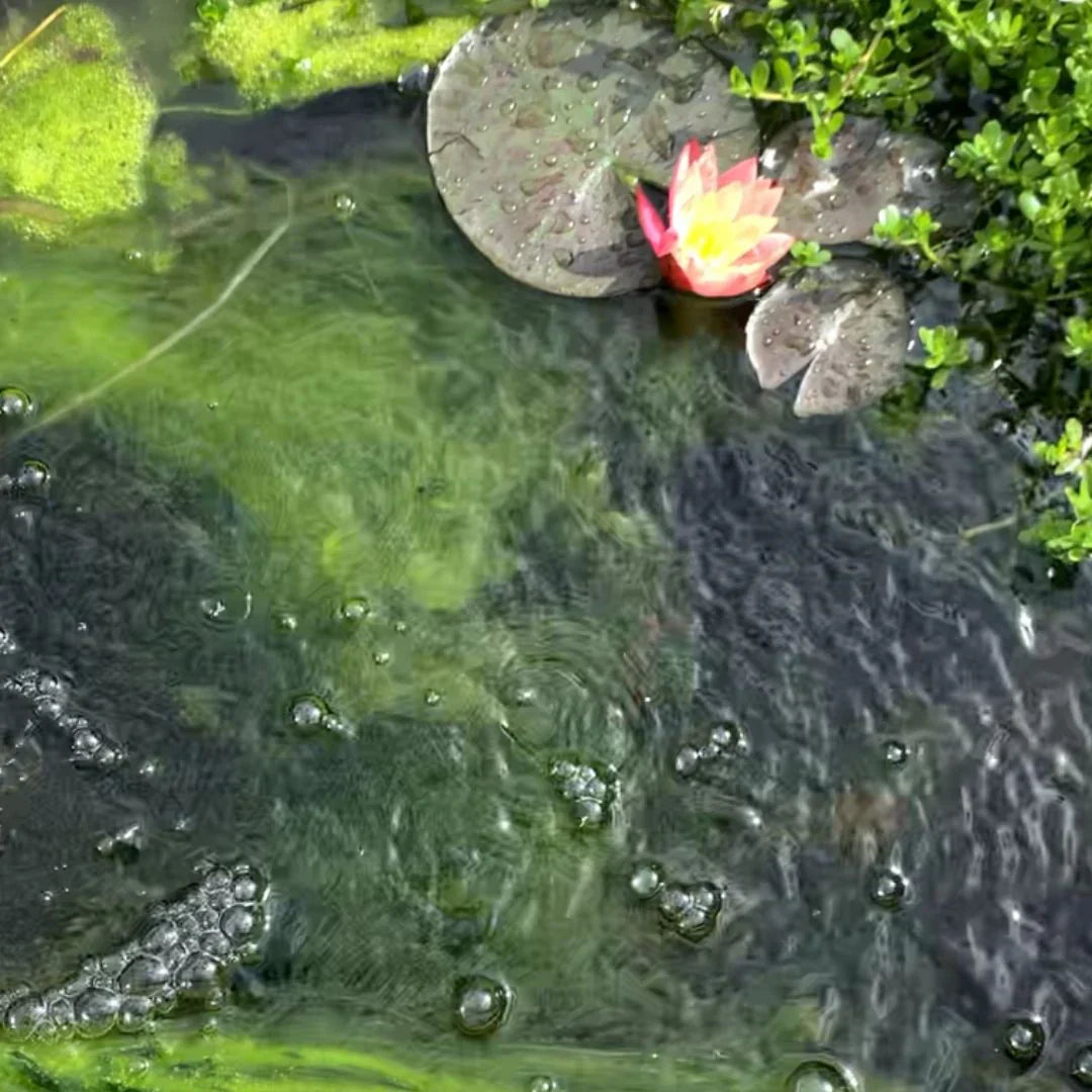 Top Algae Control Products for Australian Ponds: API Pond Algaefix,  and PondMax BarleyMax Pond Clarifier
