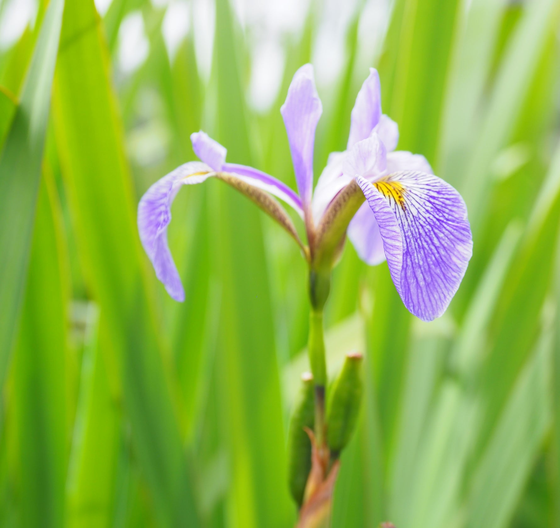 What is a Bog Filter for Ponds?