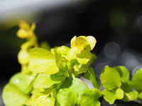 Essential Tips for Successfully Growing Creeping Jenny (Lysimachia aurea) in Your Pond