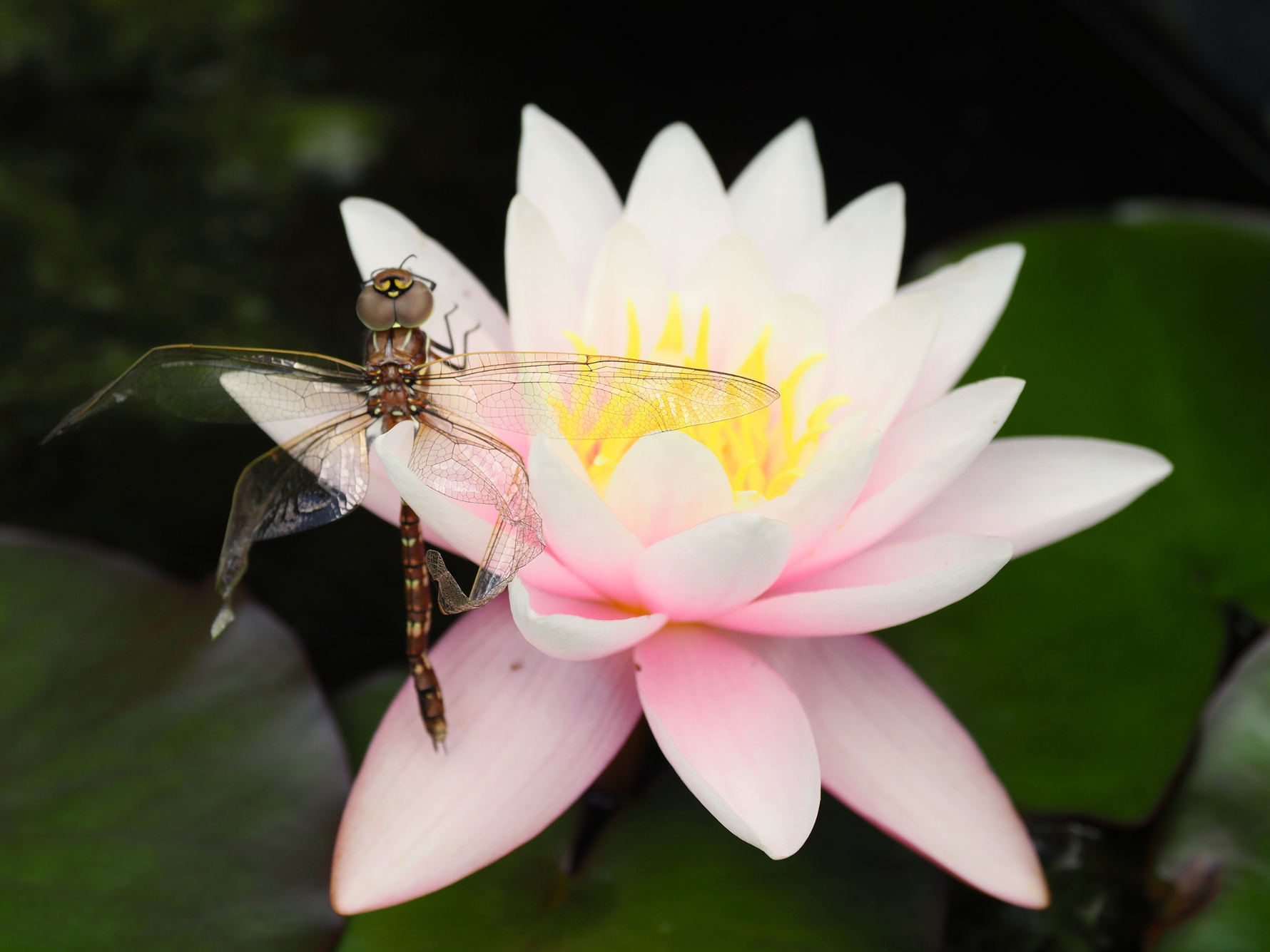 Dragonfly resting on a hardy water lily in a backyard pond