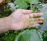 Dangers to Australian ponds from growing Duckweed