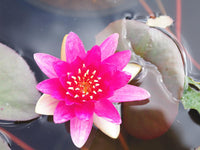 Creating a Natural Oasis: The Best Pond Plants to Provide Essential Cover for Your Fish