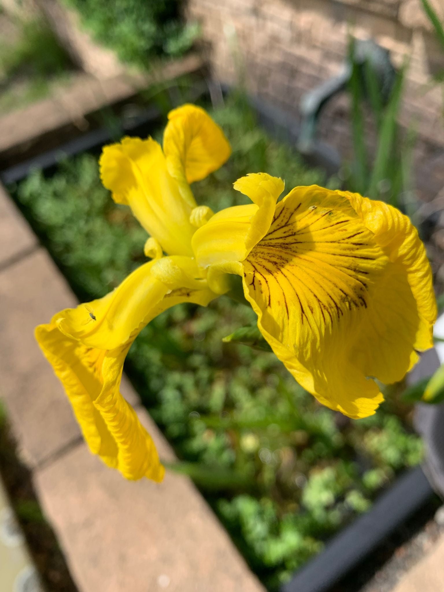Top 5 Pond Plants for Beginners