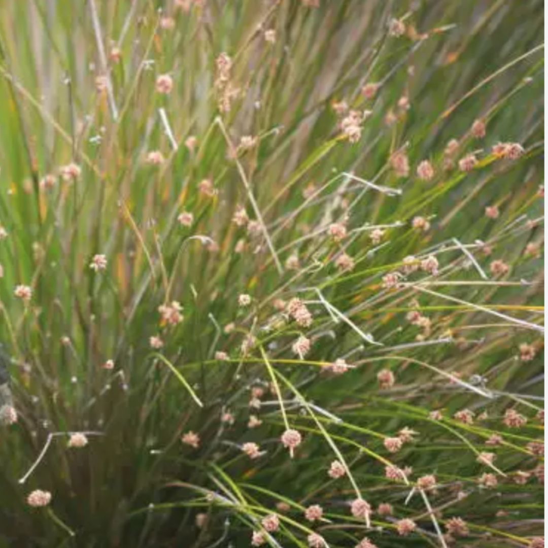 Essential Native Rushes for Your Australian Garden Pond: A Guide to Knobby Club Rush and Bare Twig Rush