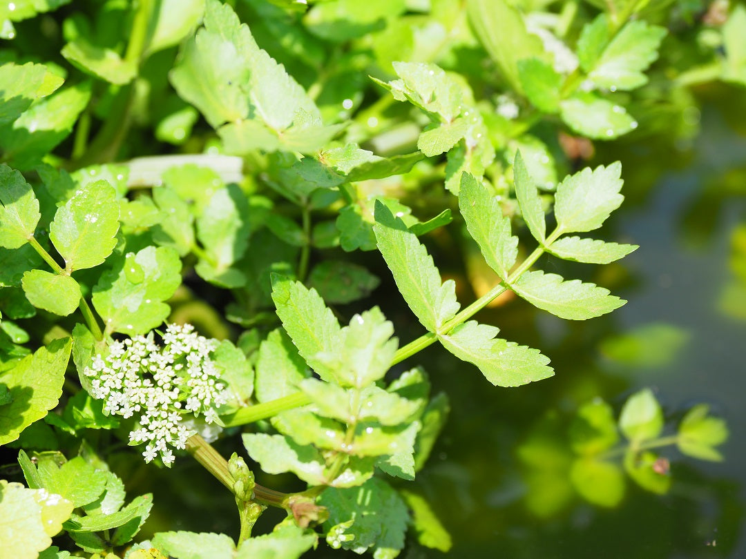 Adding a Mediterranean Touch to Your Pond: A Beginner's Guide to Growing Lebanese Water Cress