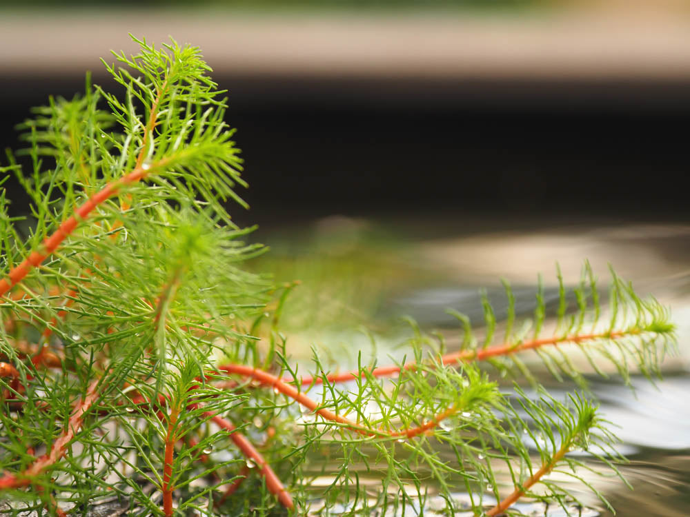 Our Top 5 Shade Tolerant Pond Plants to Add Life and Colour to Your Water Garden