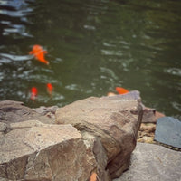 The Best DIY Guide to Building a Backyard Fish Pond