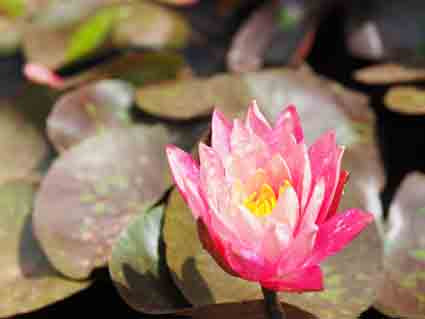 From Sunlight to Drainage: Mastering the Art of Positioning Your Backyard Pond for Flourishing Pond Plants