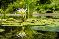 Is your pond missing something? Learn more from We Know Water Gardens!