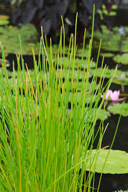 water Chestnut Plants