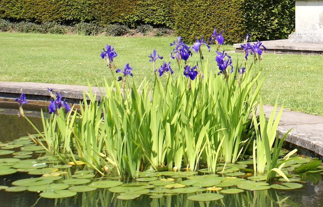 Discover the Best Water Plants for Australian Ponds: Creating a Vibrant and Balanced Ecosystem