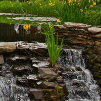 A Guide to Choosing the Perfect Plants for a Waterfall-Inspired Landscape