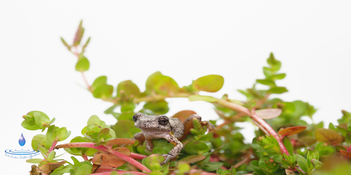 keep your pond or water garden looking good