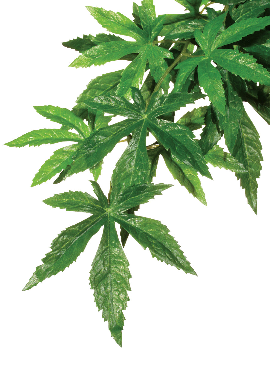 Exo Terra Forest Plant  Abutilon Small