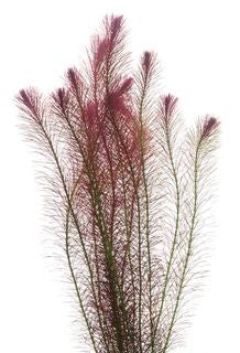 Rotala Wallachii Bunch