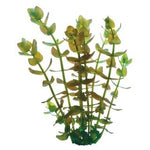 Bacopa