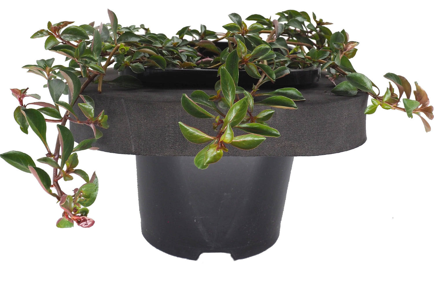 Water Primrose (Ludwigia palustris) pot with floating ring (12cm)