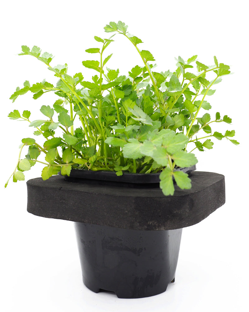 Lebanese Cress (Aethionema Coridifolium) pot with floating ring (12cm)