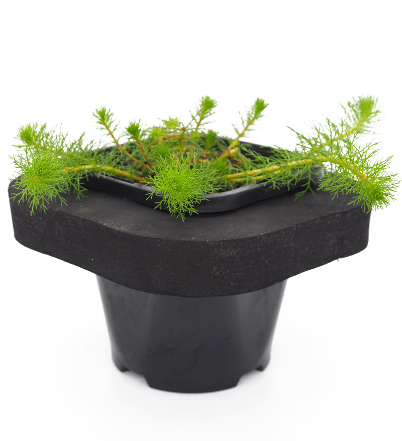 Upright Water Milfoil (Myriophyllum crispatum) pot with floating ring (12cm)