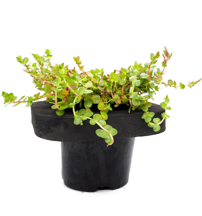 Pink Rotala (Rotala roundifolia) pot with floating ring (12cm)