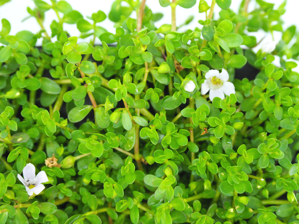 Brahmi (Bacopa monnineri) pot with floating ring (12cm)