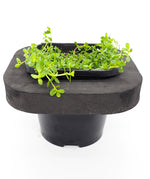 Edible Pond Plant Starter 3 pack 12cm pot and floating ring