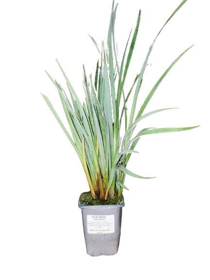 Buy Reeds, Rushes and Grasses for Ponds and Dams | Pond and Water ...