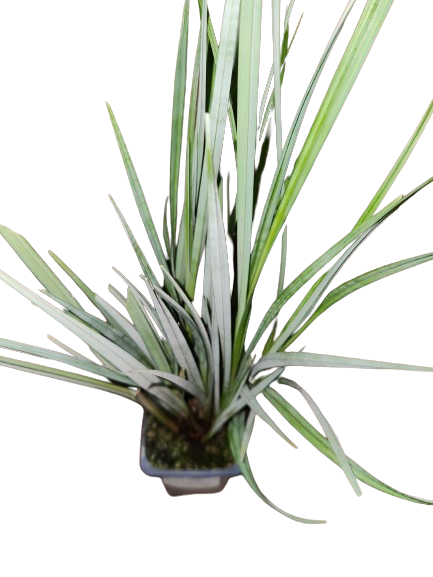 Blue Sedge (Carex Riparia) with floating ring