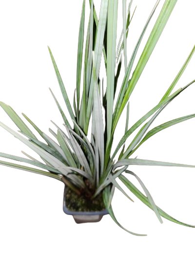 Blue Sedge (Carex Riparia) with floating ring