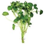 Giant Cardamine 