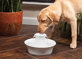 Drinkwell Ceramic Avalon Fountain