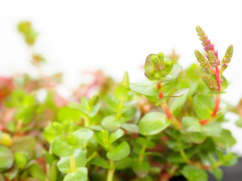 12cm (Rotala roundifolia) Pink Rotala