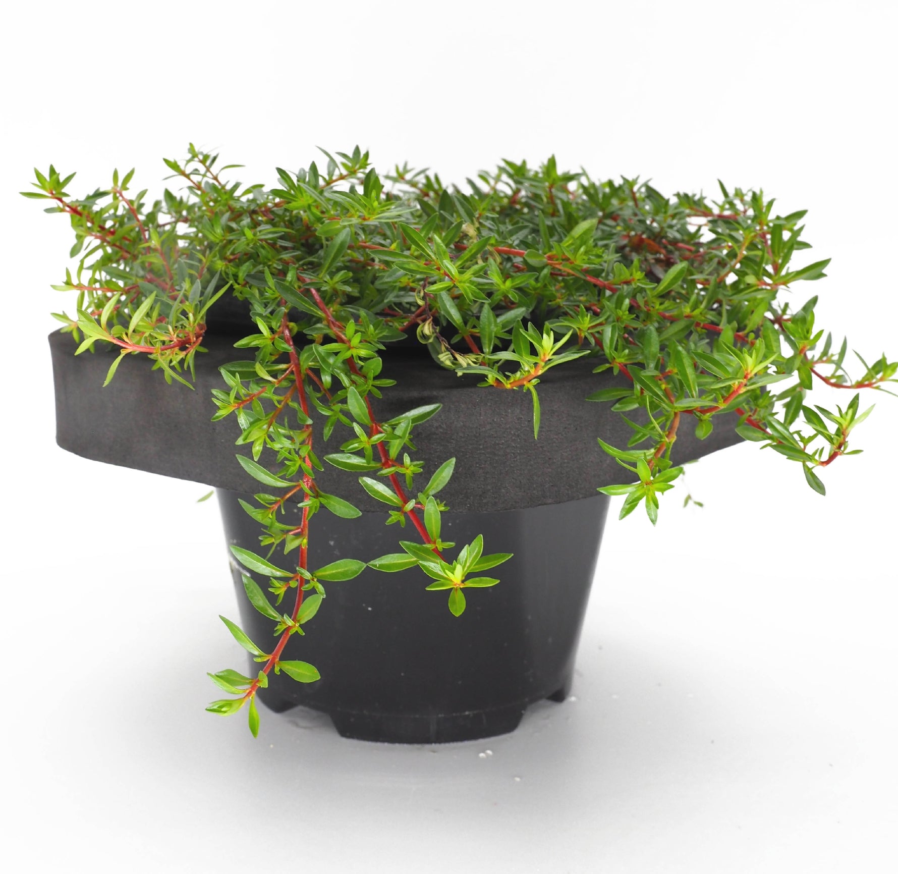 Needle Leaf Ludwigia (Ludwigia acruata) pot with floating ring