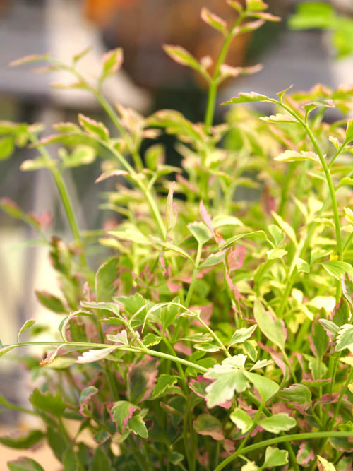 Rainbow Water Parsley (Oenanthe javanica " flamingo") pot with floating ring (12cm)