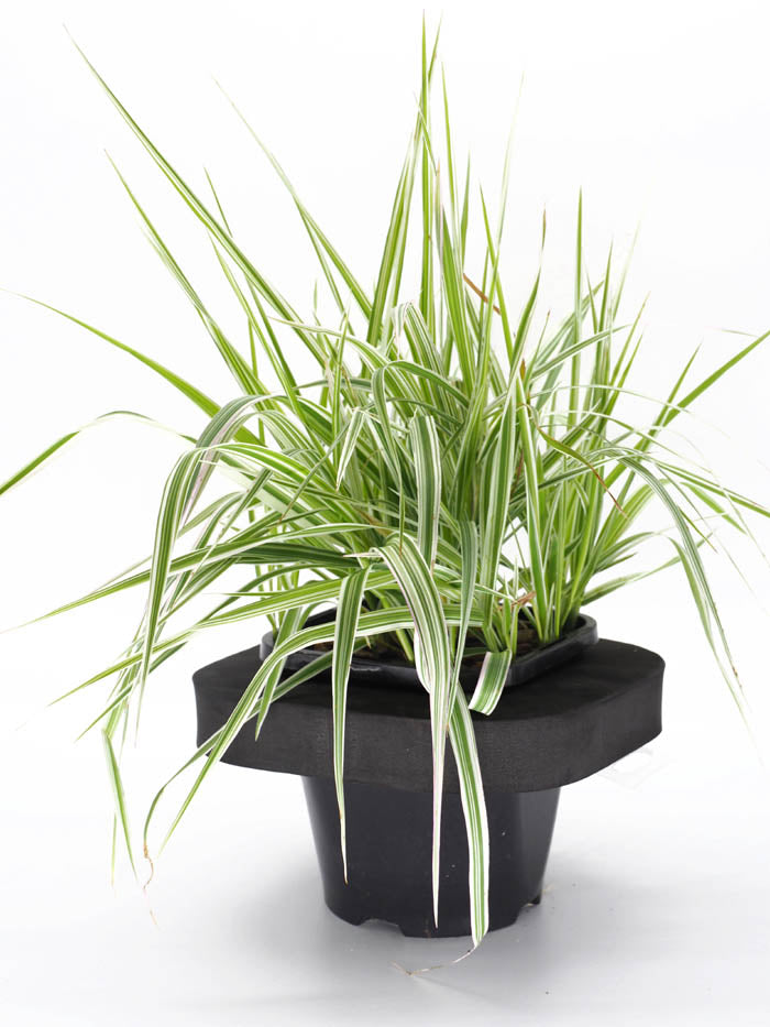 Gardners Garters (Phalaris arundinacea) pot with floating ring (12cm)