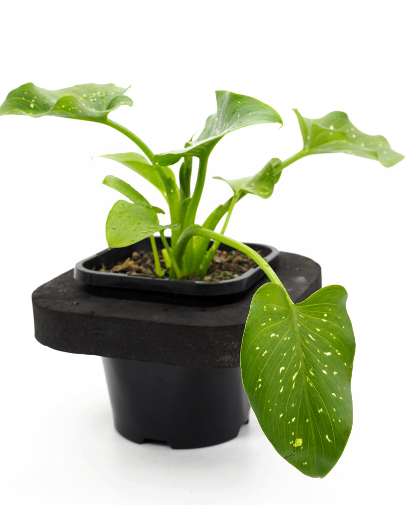 Goddess lily sparkles (Zantedeschia sp) pot with floating ring (12cm)