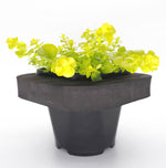 Creeping Jenny (Lysimachia aurea) pot with floating ring (12cm)