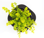 Creeping Jenny (Lysimachia aurea) pot with floating ring (12cm)