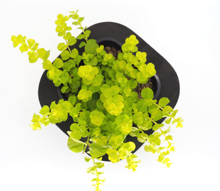 Creeping Jenny (Lysimachia aurea) pot with floating ring (12cm)