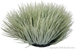 46728 GREY SPINIFEX 30CM