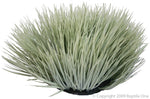 46737 GREY SPINIFEX 40CM