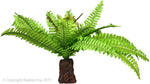 Repti One Plant Reptile Realistic Fern On Rock Base (M)