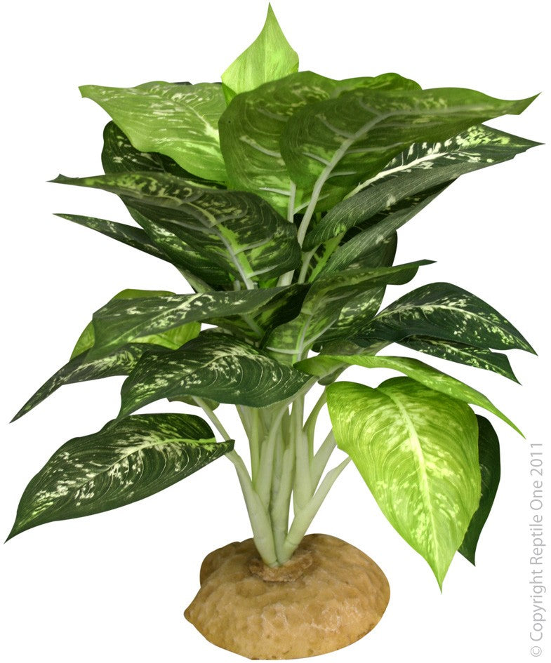PLANT REPTILE EVERGREEN WITH ROCK BASE (M)
