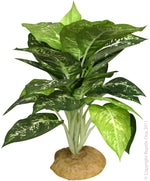 PLANT REPTILE EVERGREEN WITH ROCK BASE (M)