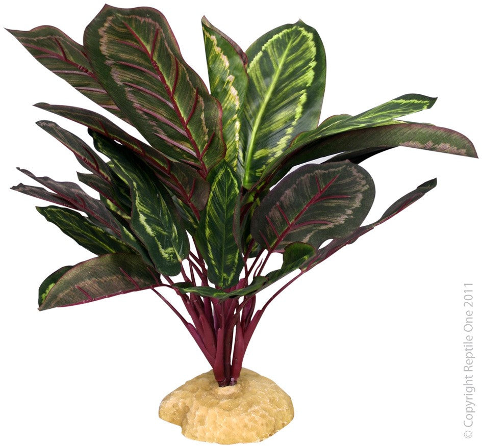 PLANT REPTILE BROADLEAF GREEN/PURPLE RED WITH ROCK
